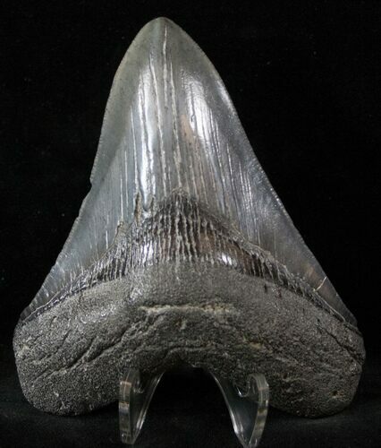 Fossil Megalodon Tooth - South Carolina #13505